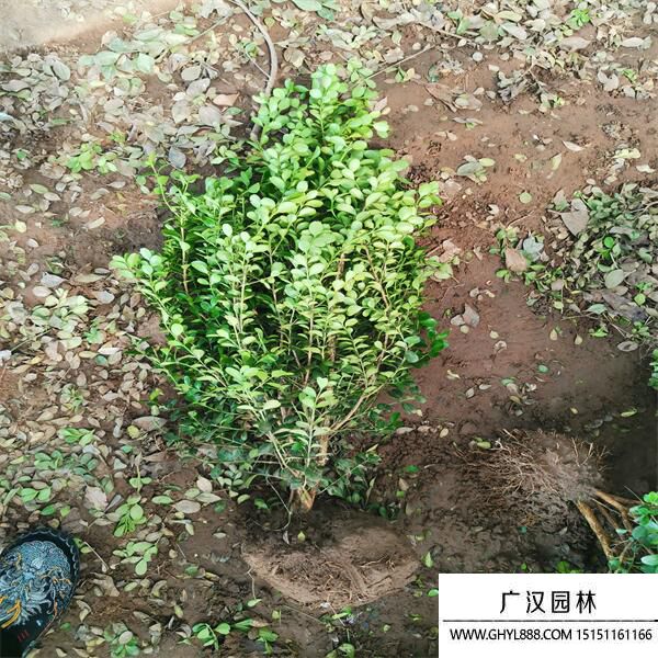 小葉黃楊 (3).jpg