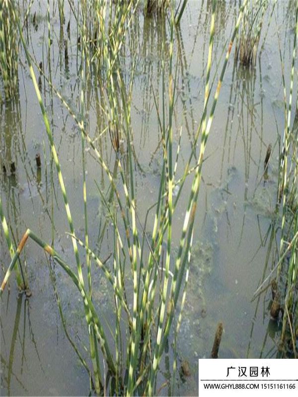 花葉水蔥 (2).jpg