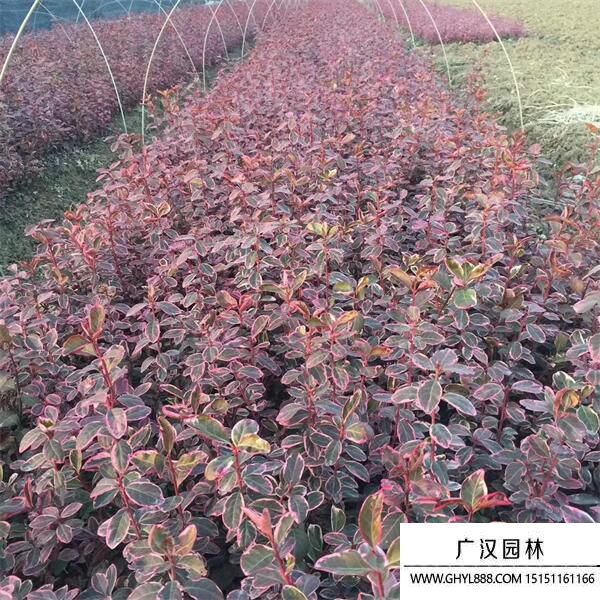 金邊衛(wèi)矛 (3).jpg