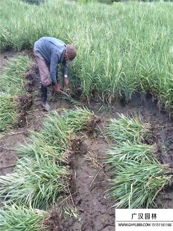 花葉蘆竹 (2).jpg