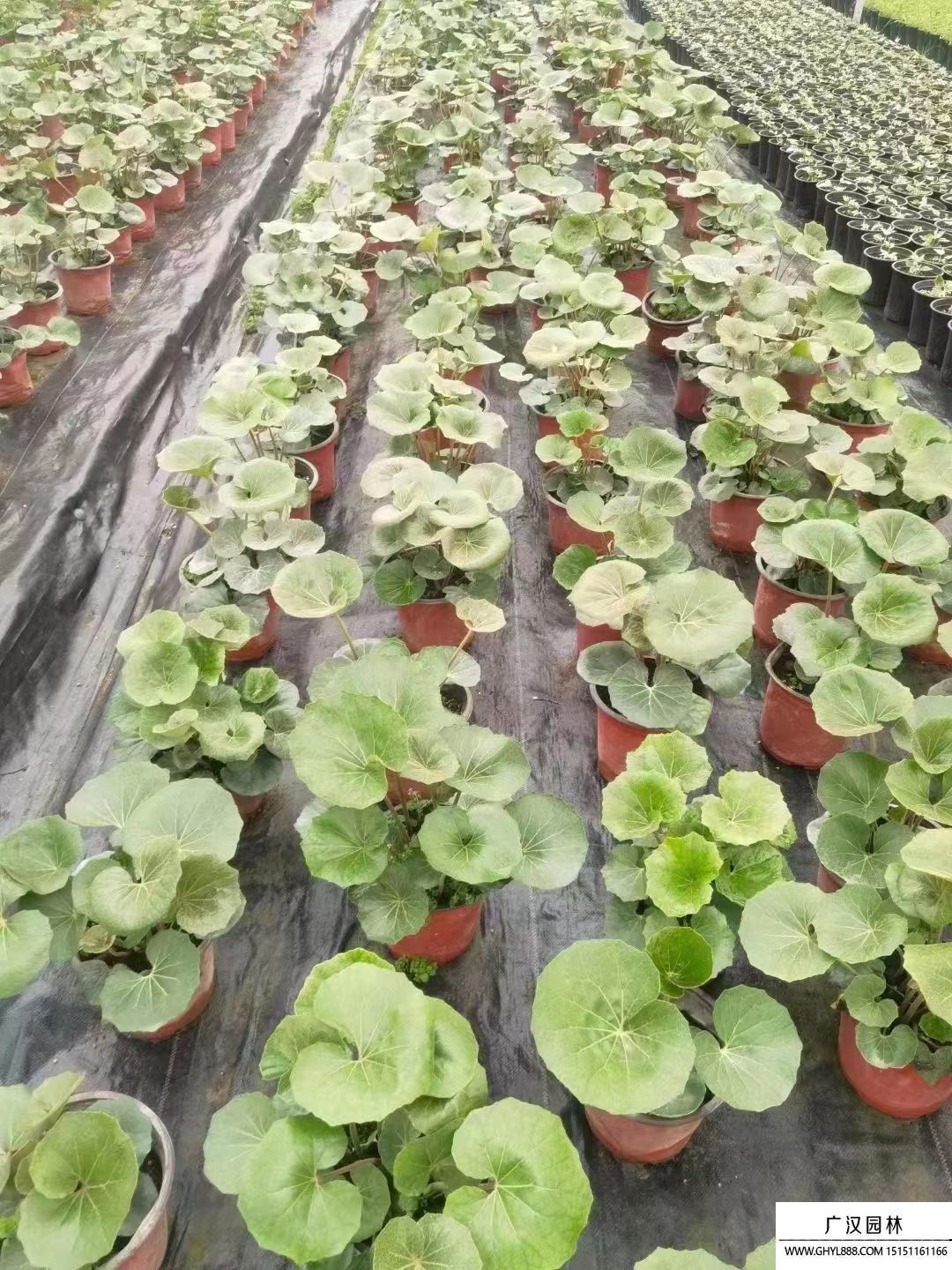 大吳風(fēng)草 (7).jpg