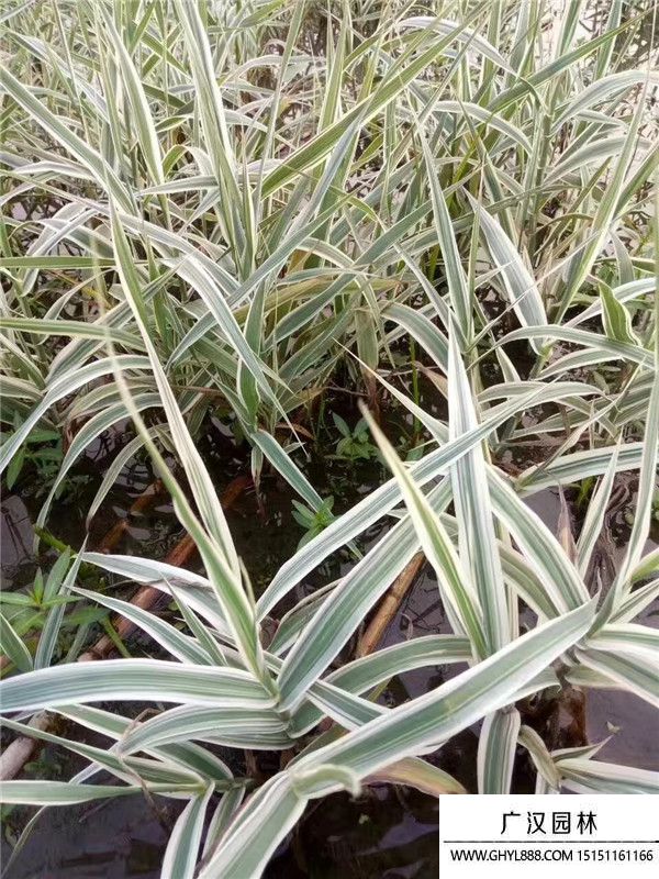 花葉蘆竹 (5).jpg