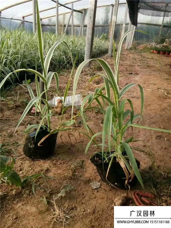 花葉蘆竹 (6).jpg