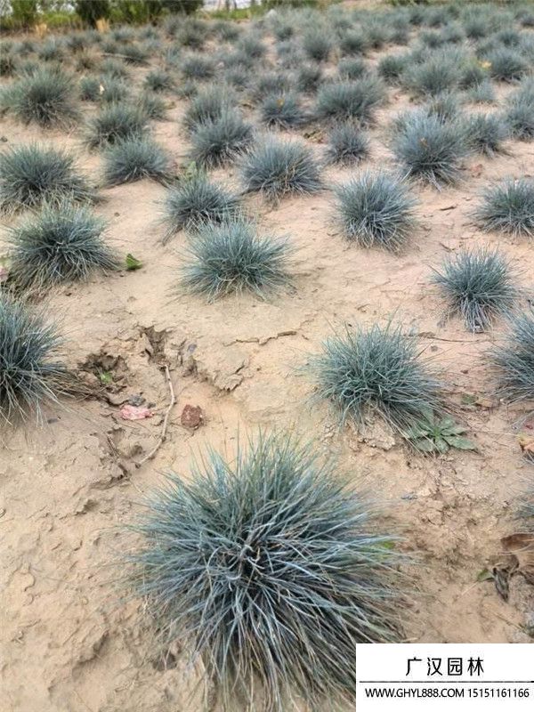 藍(lán)羊茅 (2).jpg