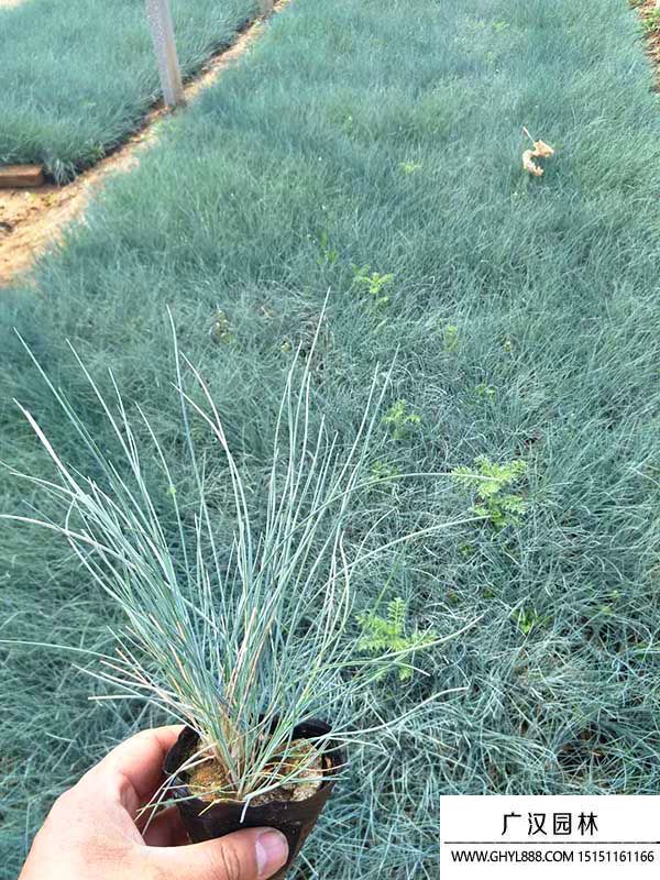 藍(lán)羊茅 (5).jpg