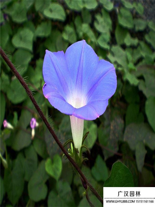 藍牽牛 (3).jpg