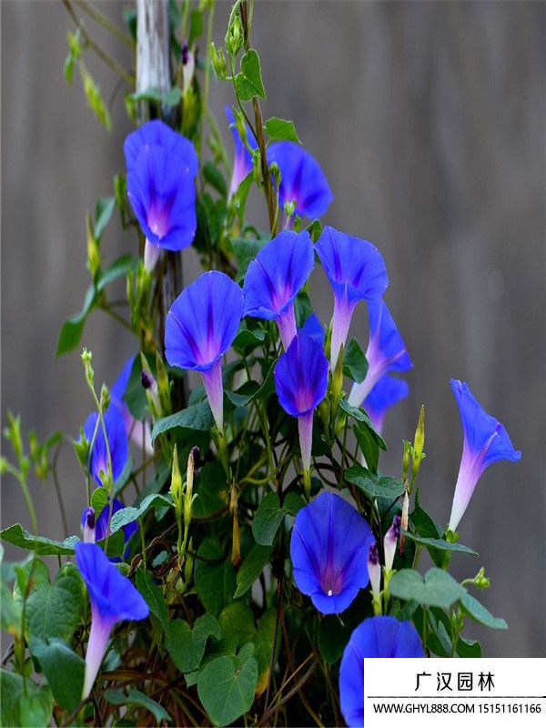 藍牽牛 (4).jpg
