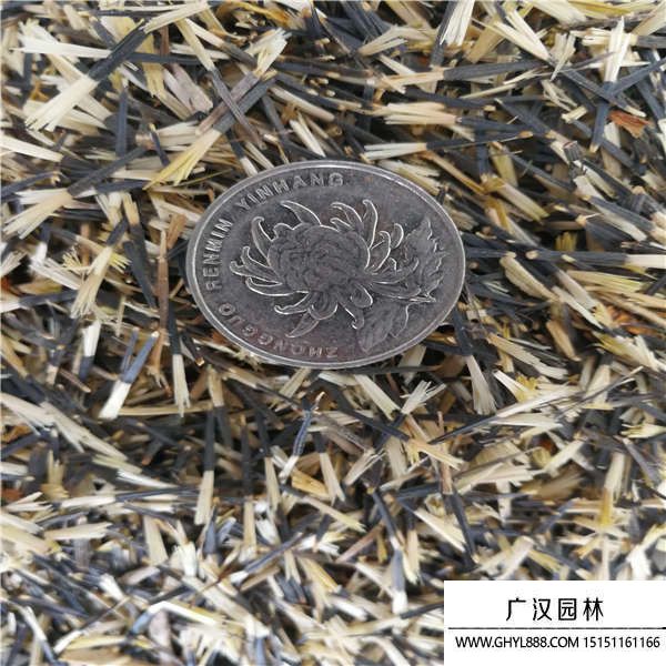 孔雀草種子 (6).jpg