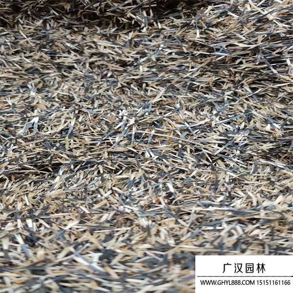 孔雀草種子 (8).jpg