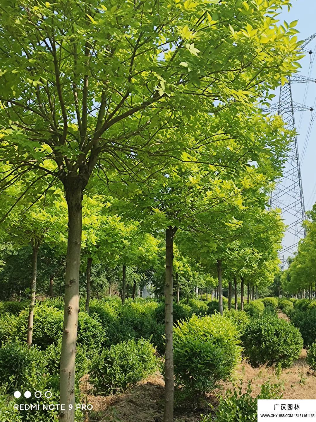 金葉白臘 (4).jpg