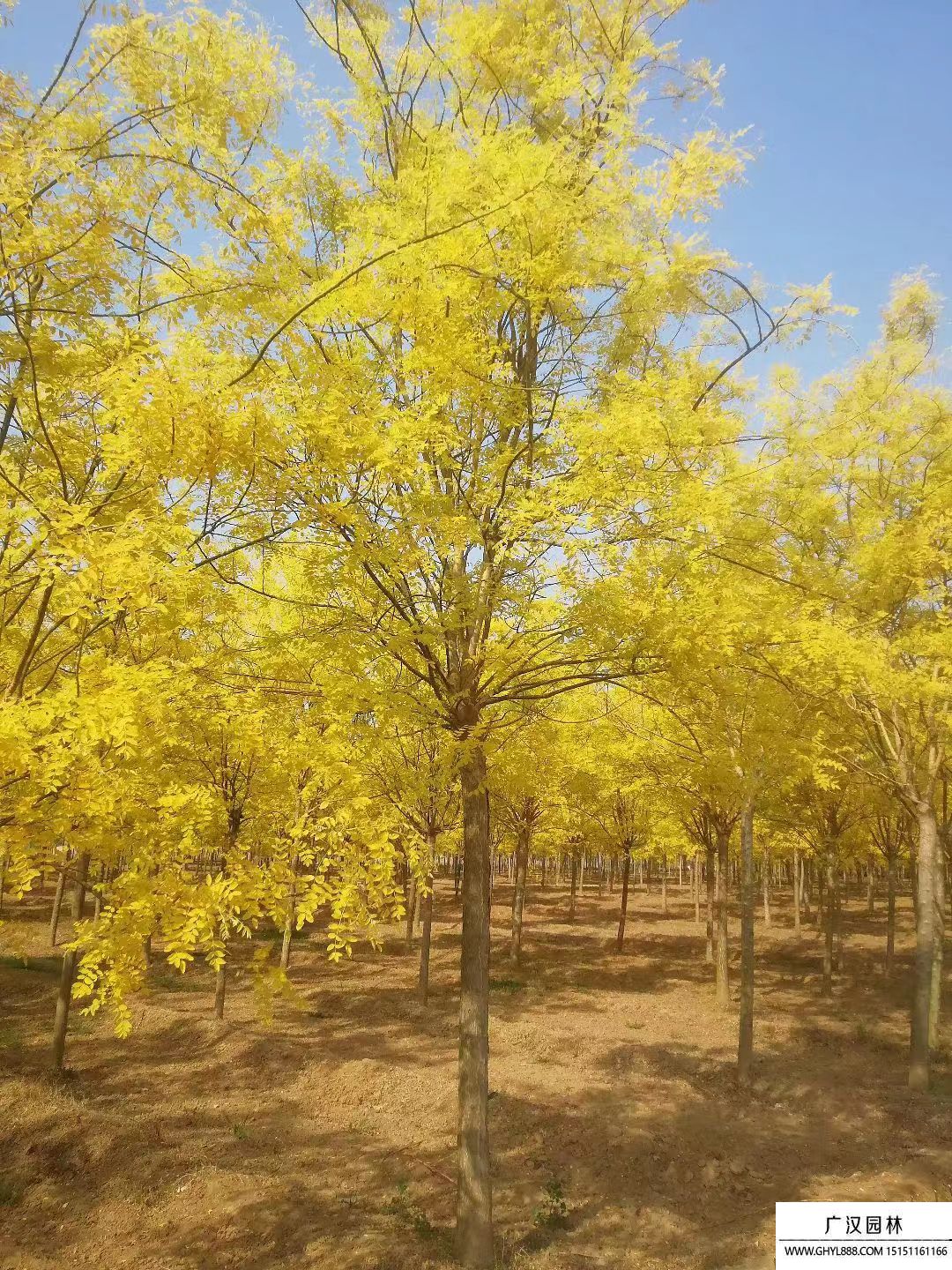 金葉國槐 (1).jpg