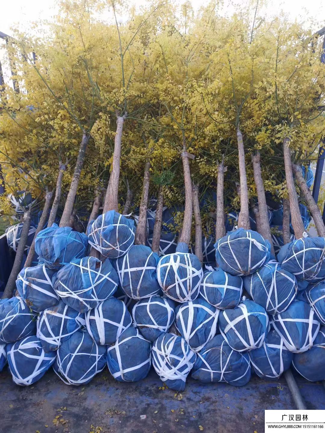 金葉國槐 (5).jpg