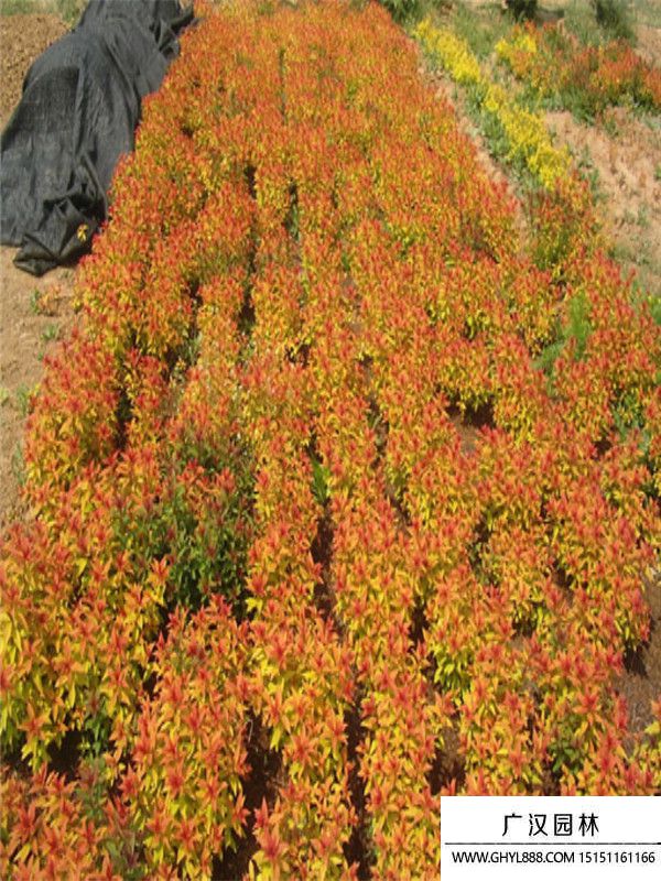 金焰繡線菊 (1).jpg