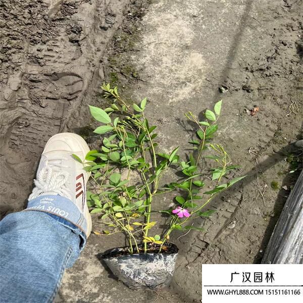 豐花月季 (2).jpg