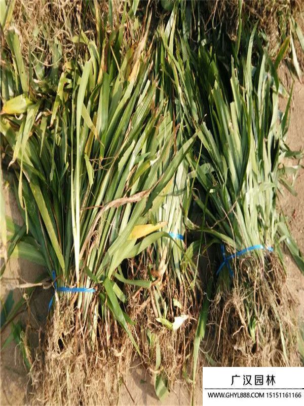 黃花鳶尾.1 (7).jpg