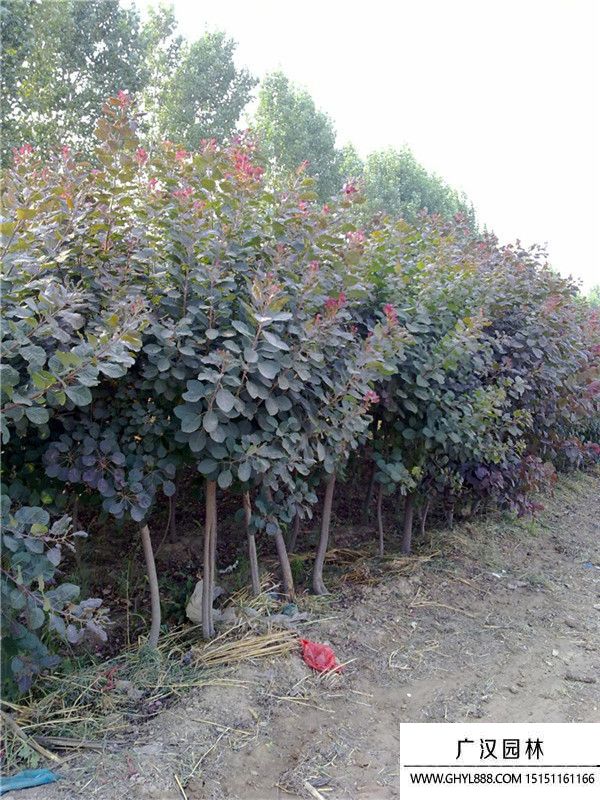 美國紅櫨 (10).jpg