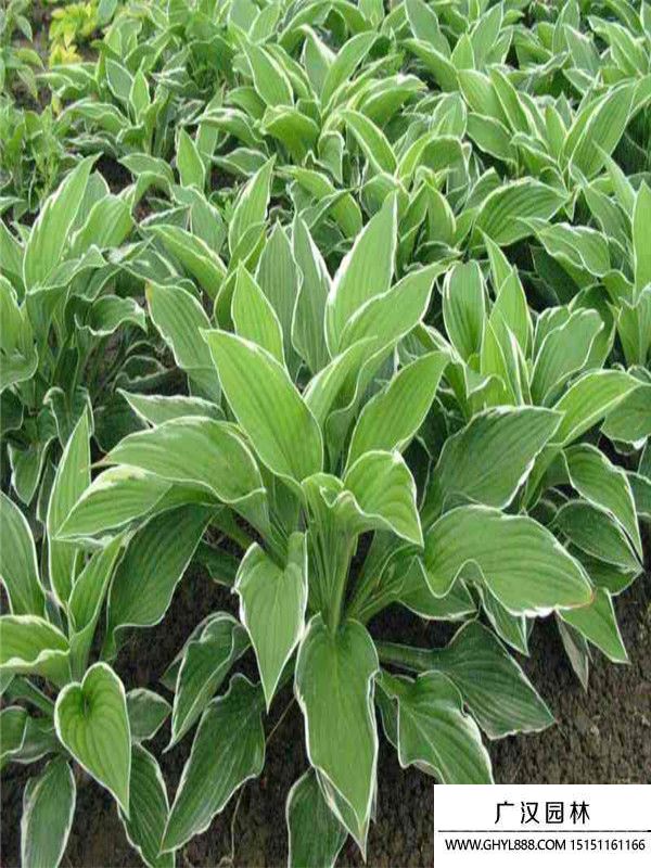 金邊玉簪 (1).jpg