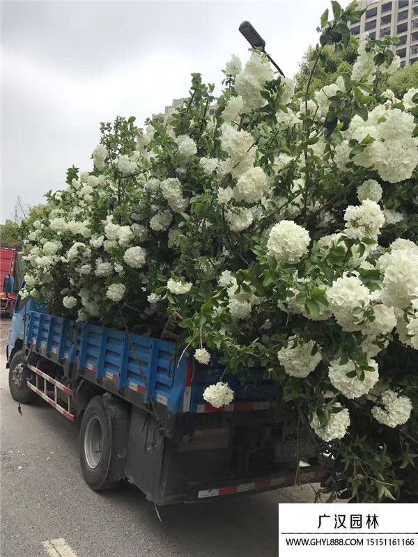 木繡球花 (1).jpg