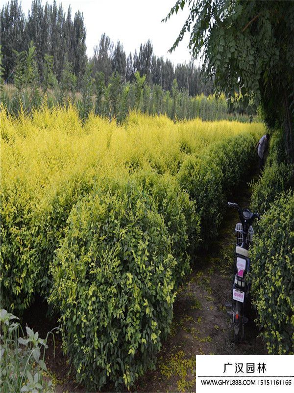 金葉榆球.1 (2).jpg