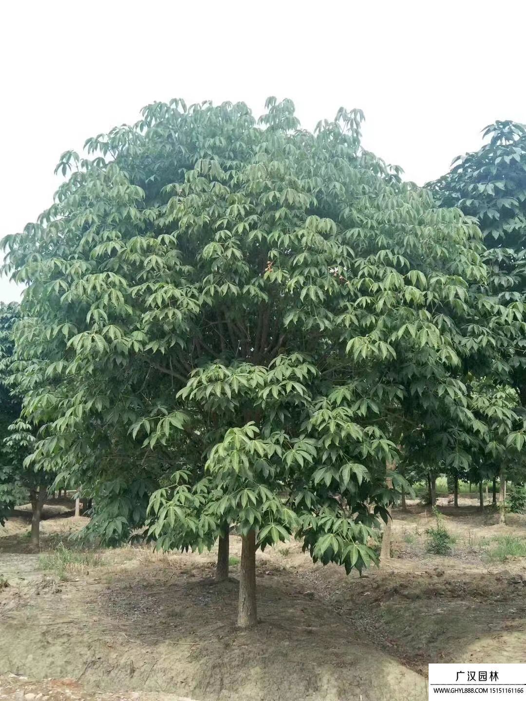 七葉樹(shù) (2).jpg