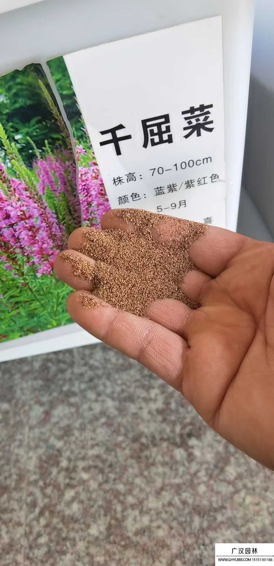 千屈菜種子.jpg 千屈菜種子.jpg