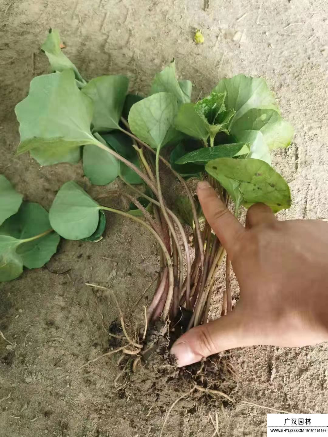 大吳風(fēng)草 大吳風(fēng)草