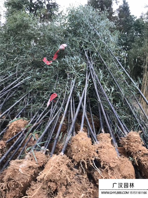 紫竹產(chǎn)地 (3).jpg