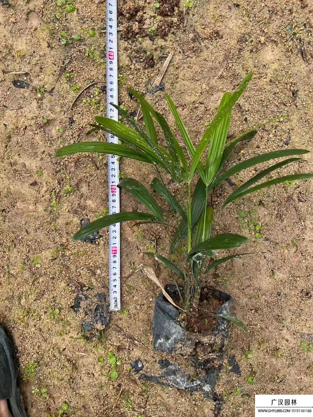 棕竹 (1).jpg 棕竹 (1).jpg