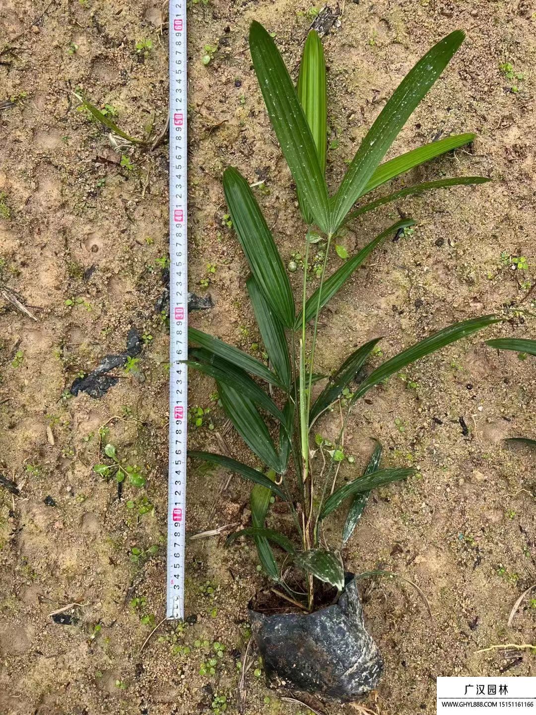 棕竹 (4).jpg 棕竹 (4).jpg