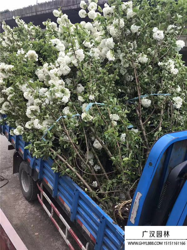 木繡球花 (2).jpg