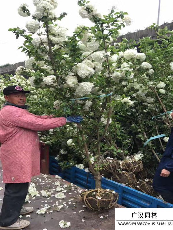 木繡球花 (5).jpg