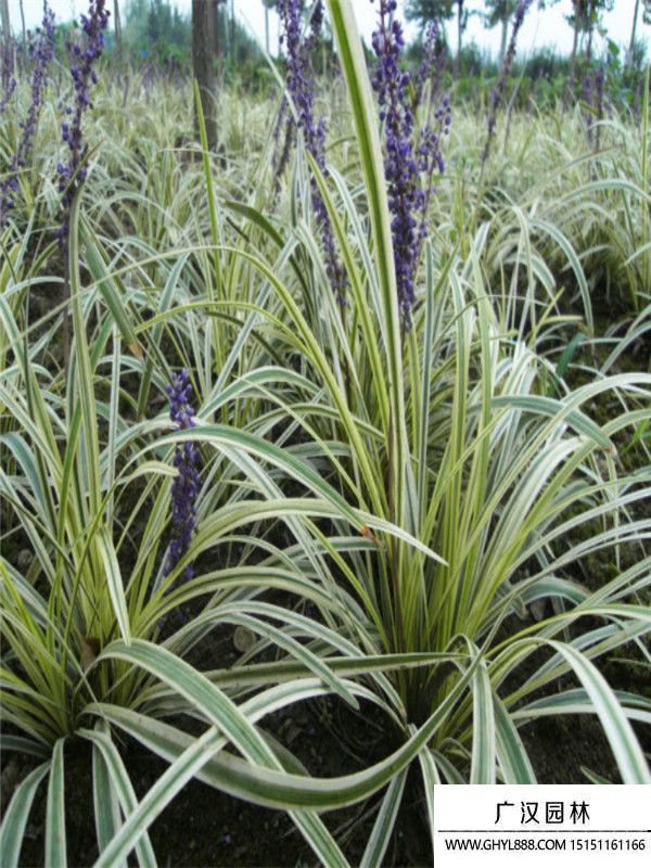 金邊萬(wàn)年久 .(10).jpg