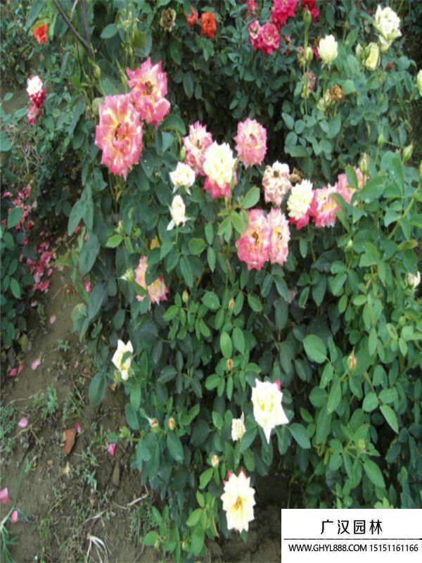 黃帽月季 (12).jpg