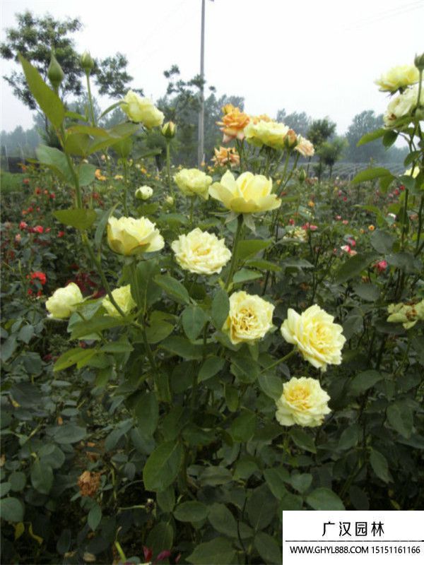 黃帽月季 (9).jpg