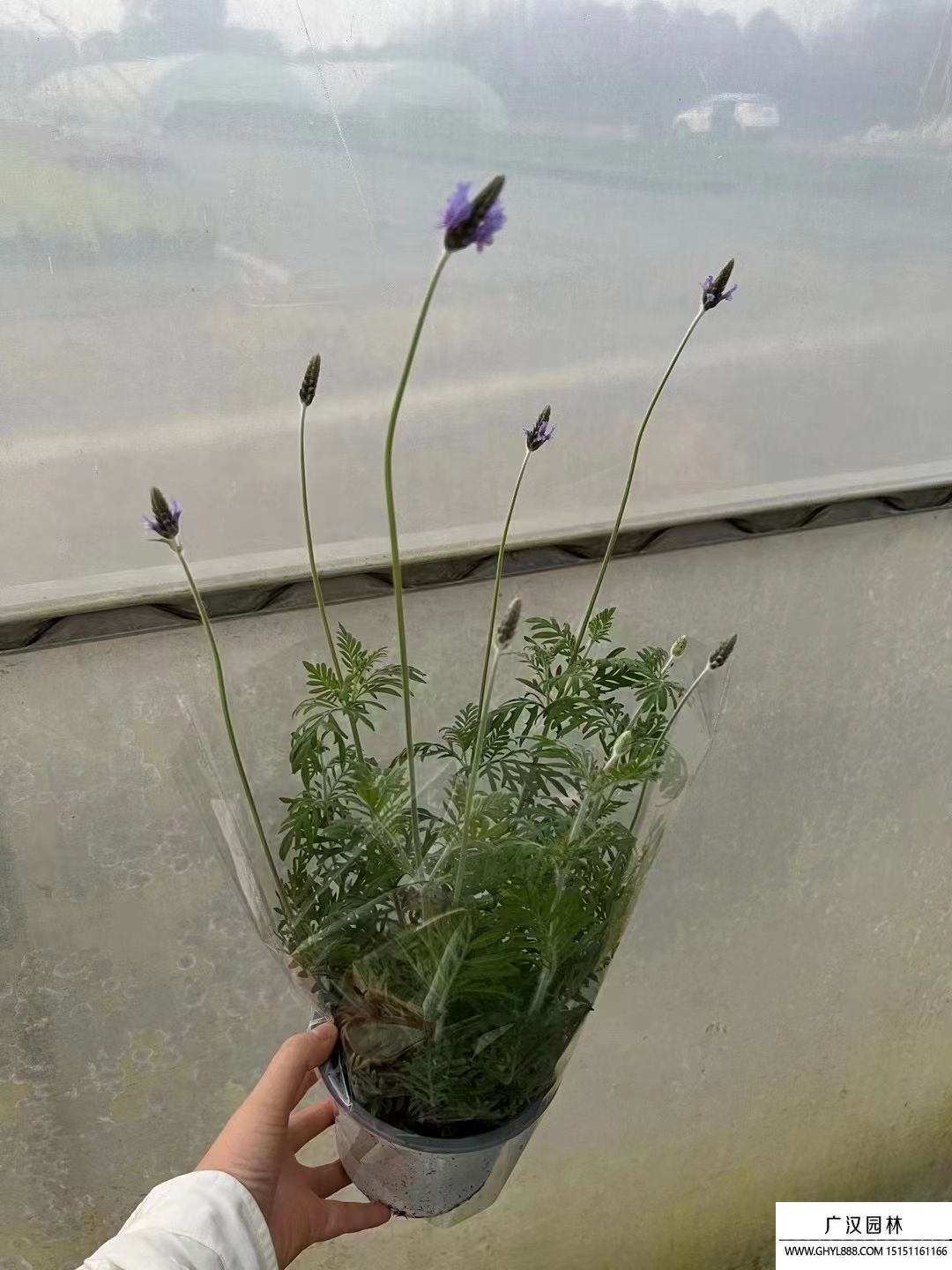 薰衣草 (2).jpg 薰衣草 (2).jpg