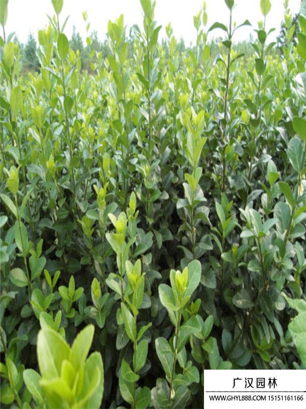 膠東衛(wèi)矛苗 (12).jpg