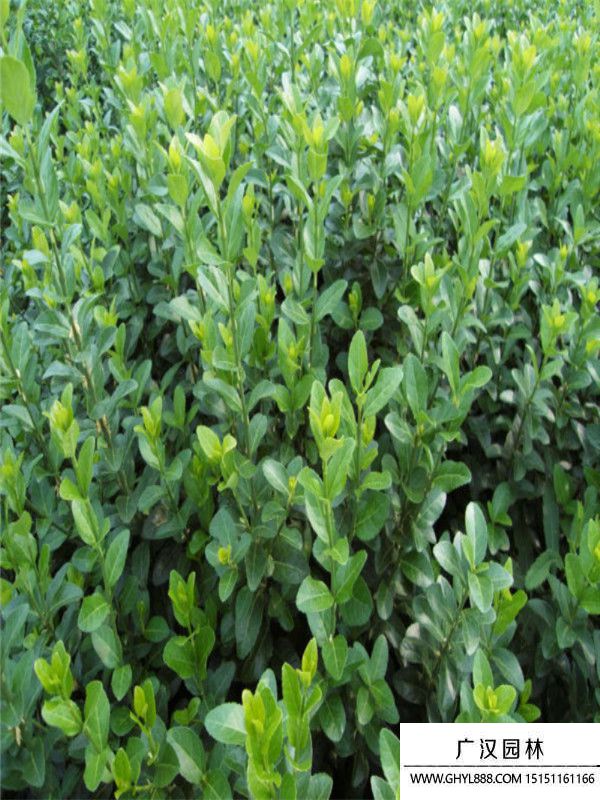 膠東衛(wèi)矛苗 (9).jpg