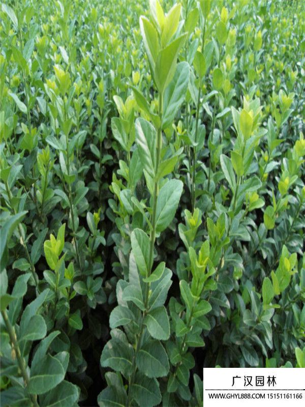 膠東衛(wèi)矛苗 (13).jpg