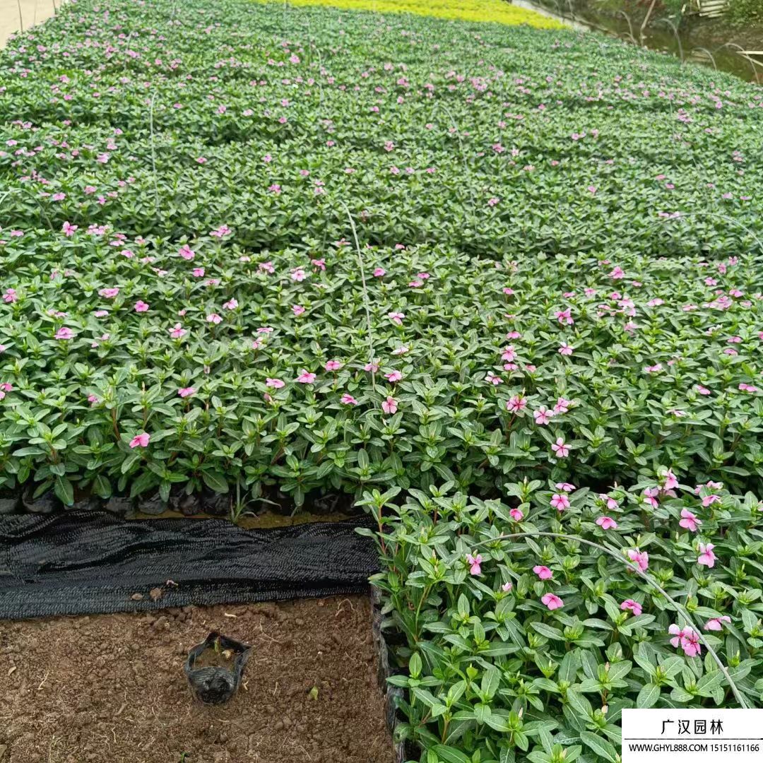 長春花 (7).jpg 長春花 (7).jpg