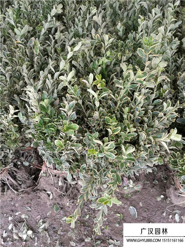 金邊黃楊苗 (4).jpg