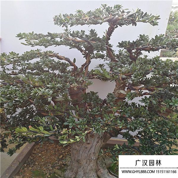 羅漢松盆景 (2).jpg