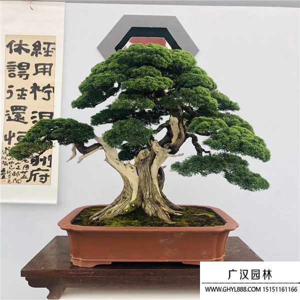 濟州真柏789 (1).jpg