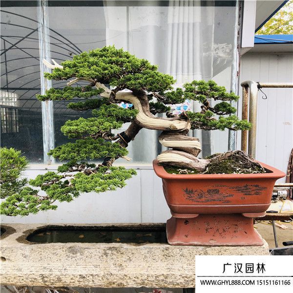 濟(jì)州真柏789 (2).jpg