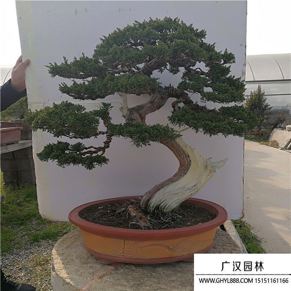 濟(jì)州真柏盆景 (1).jpg