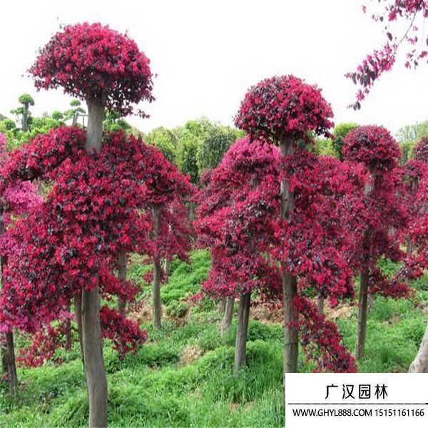 紅花繼木木樁盆景 (4).jpg