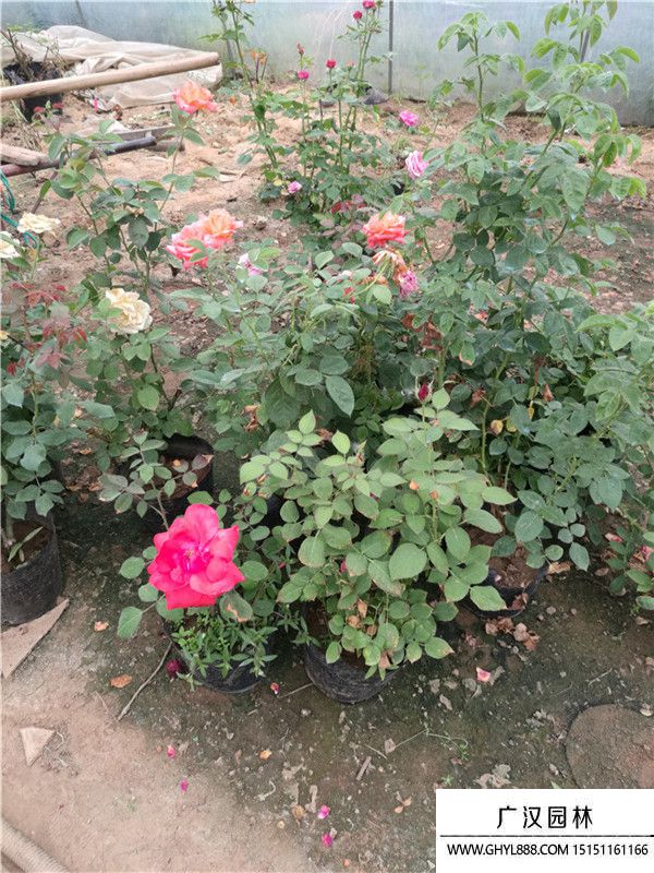 月季。。 (1).jpg