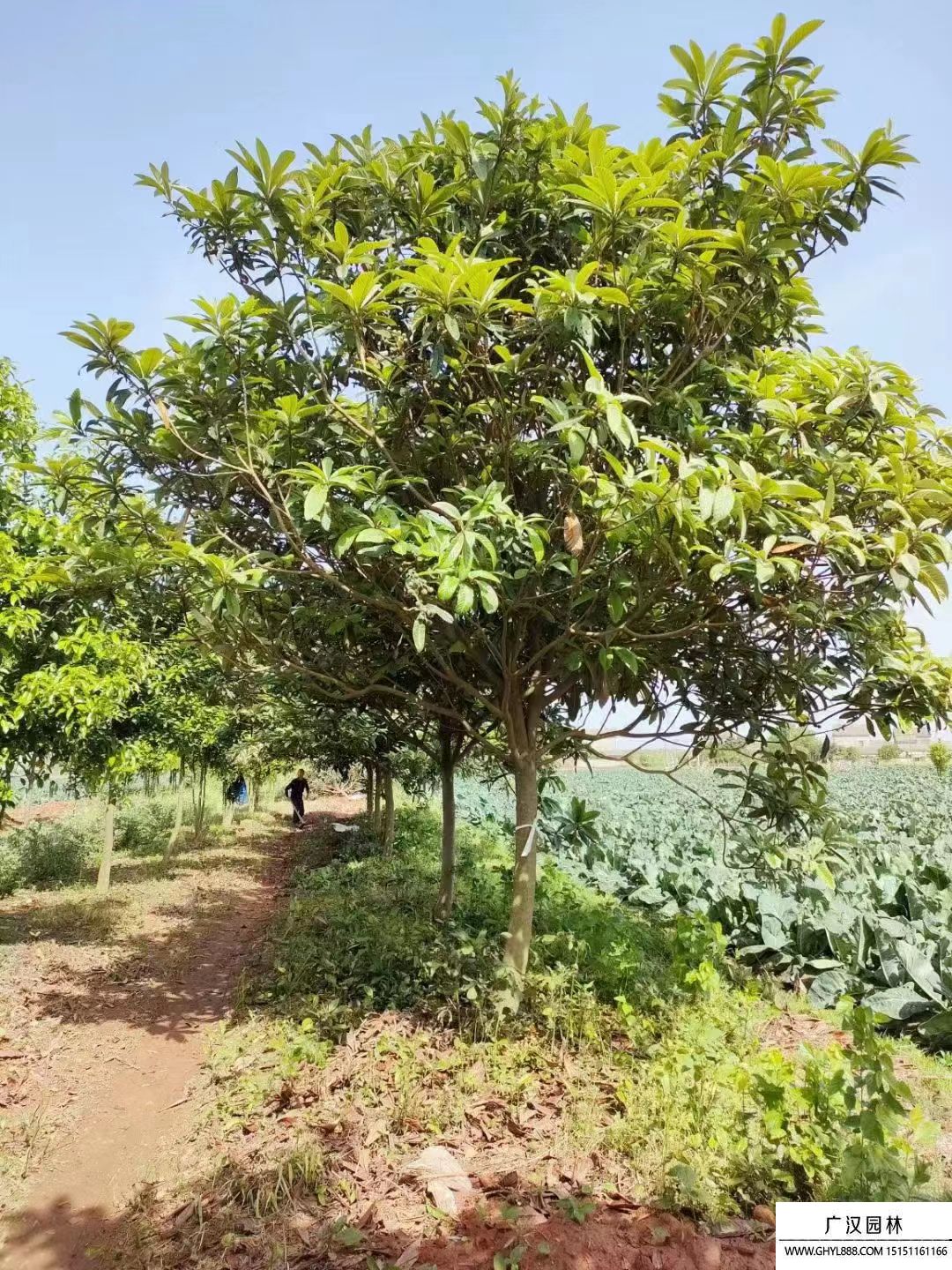 枇杷樹 (4).jpg 枇杷樹 (4).jpg