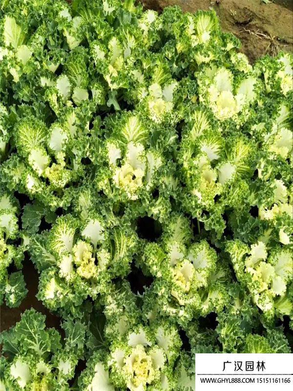 羽衣甘藍(lán) (2).jpg