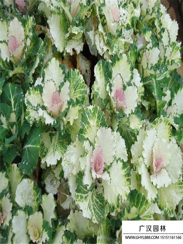 羽衣甘藍(lán) (4).jpg