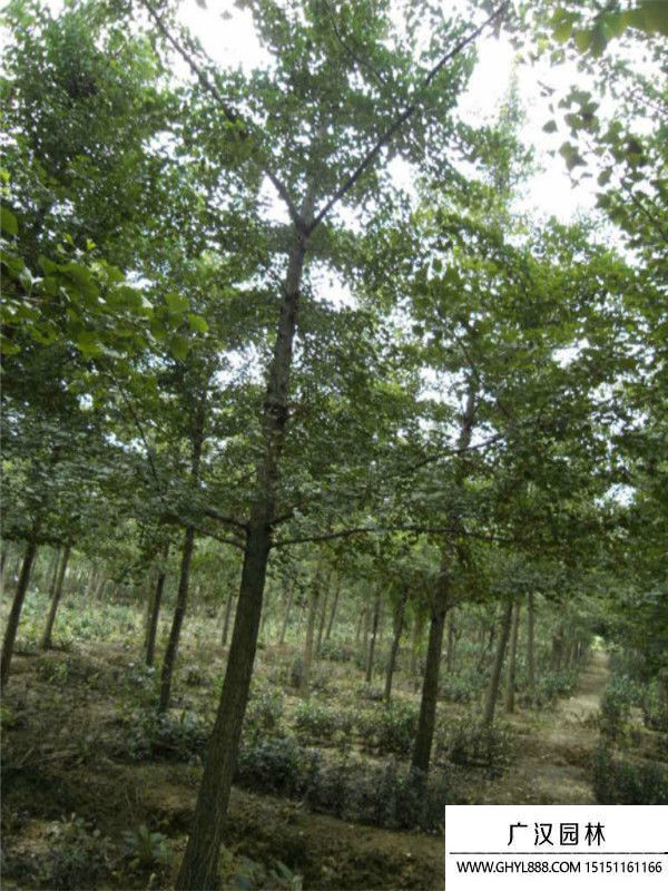 嫁接銀杏.j (6).jpg